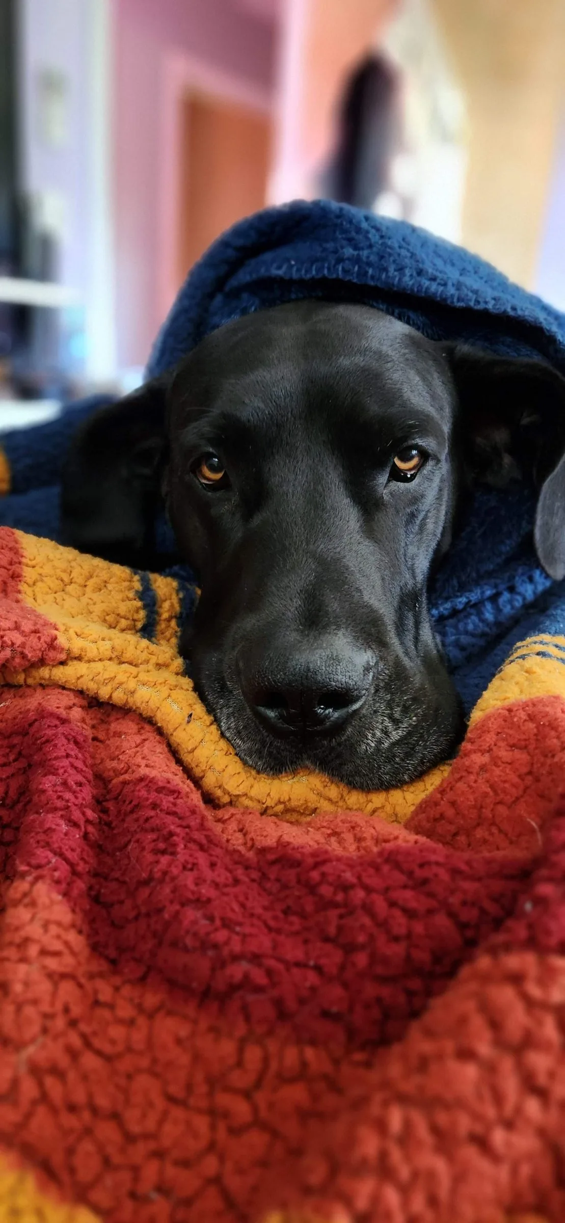 Levon, a black Great Dane with natural floppy ears, wrapped in a colorful blanket and a hoodie.
