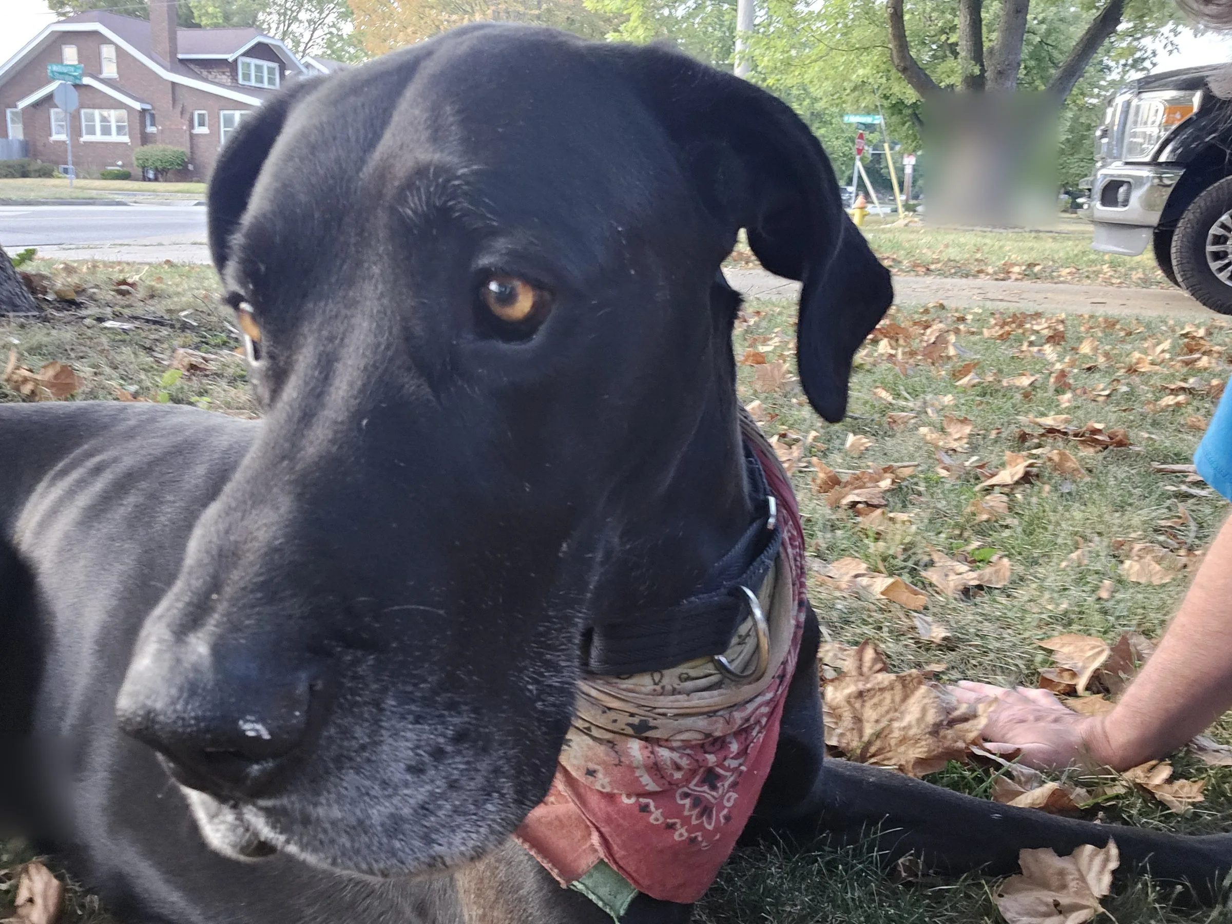 Close portrait of Levon, a black Great Dane with natural floppy ears and amber eyes, among fallen leaves, with a person's hand at the edge of the frame.