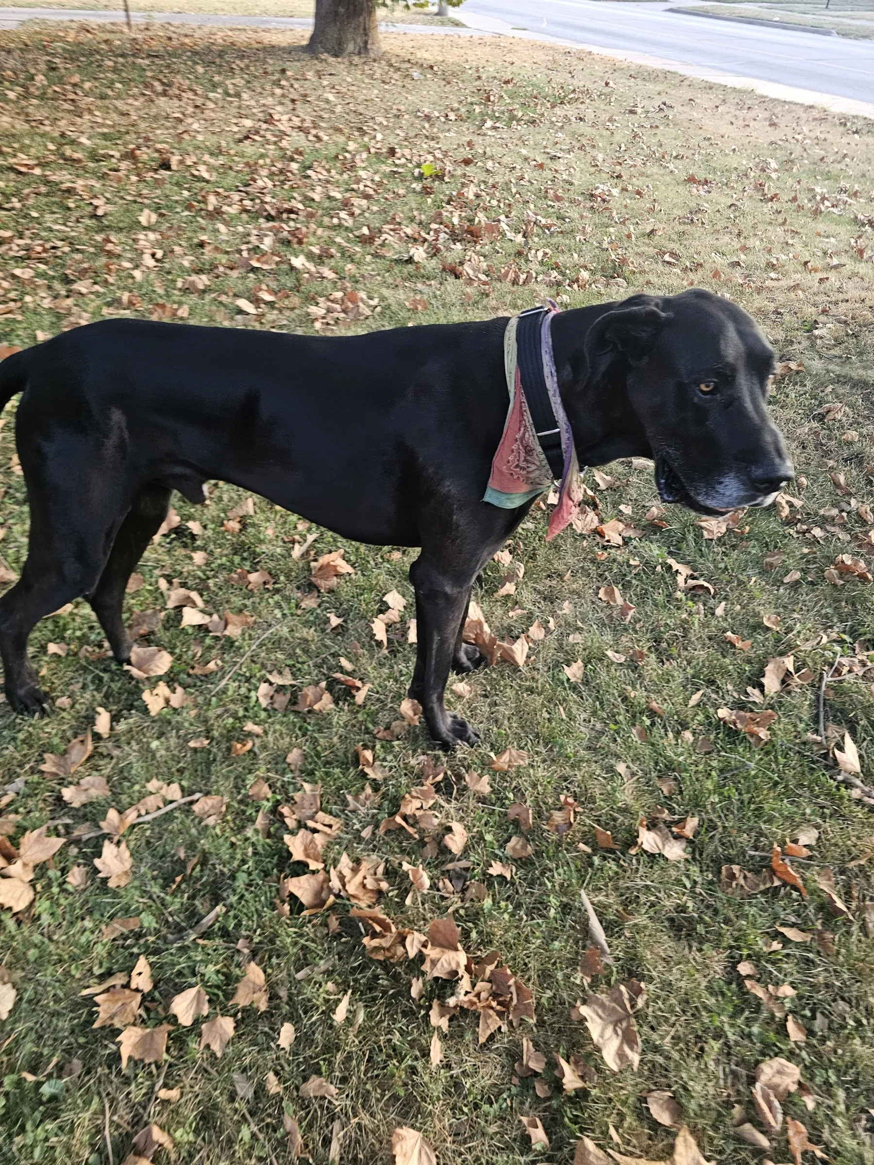 Levon, a black Great Dane with natural floppy ears, standing at full height in profile among fallen leaves, wearing a red bandana.