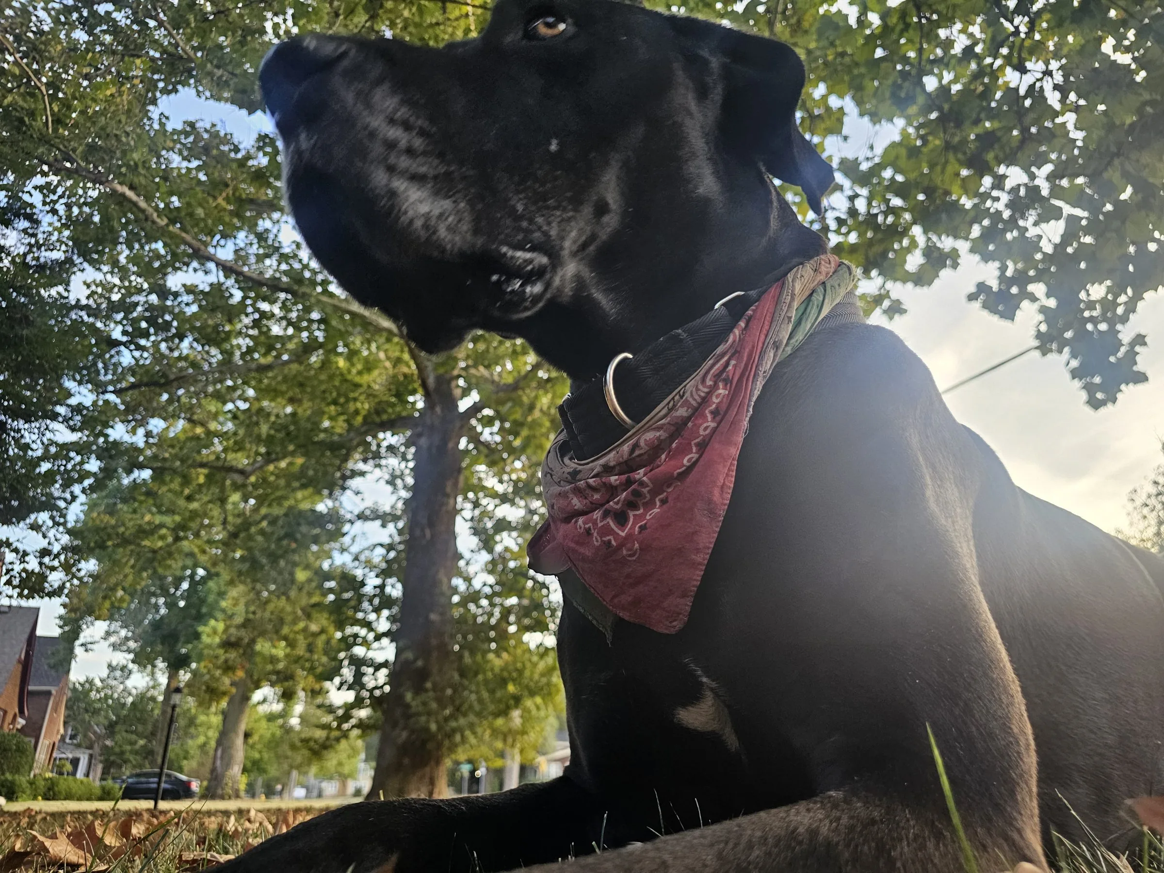 Levon, a black Great Dane with natural floppy ears, photographed from below on the left under tall trees.